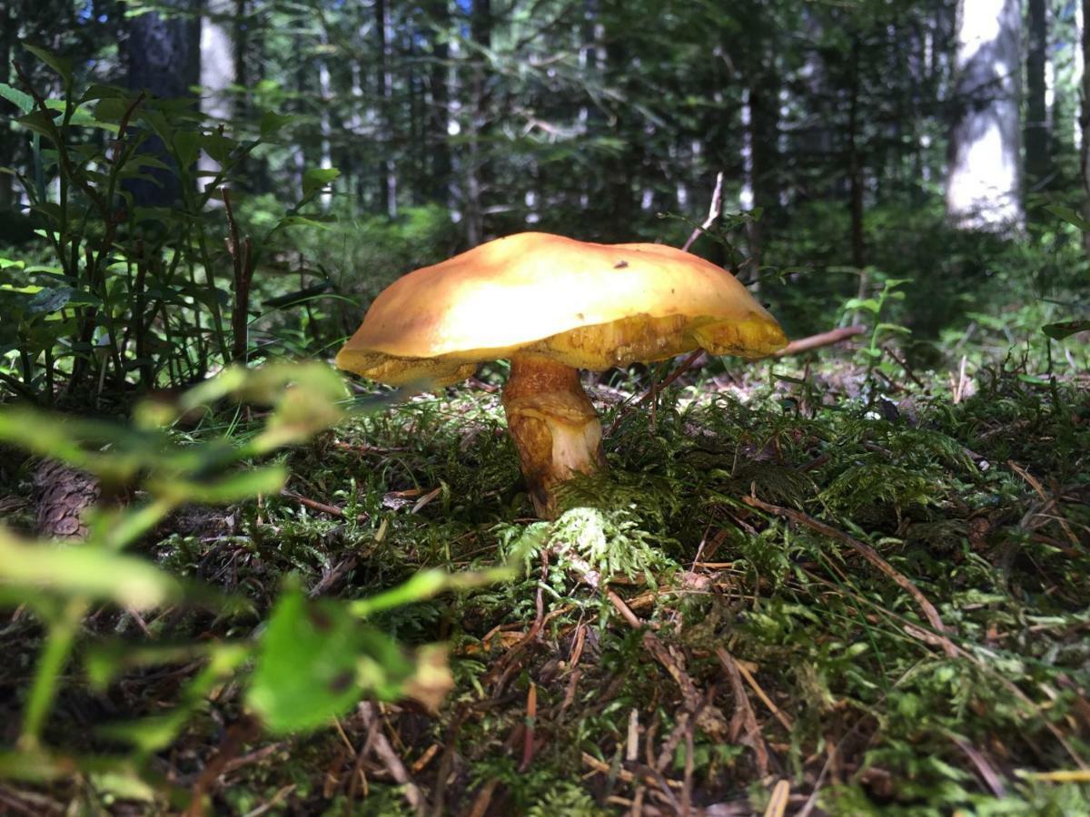 Gluehwuermchenhuette Villa Ratten Kültér fotó